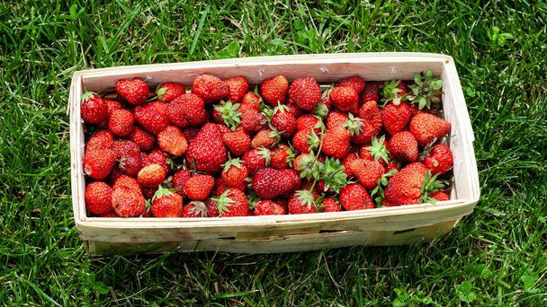 Wooden basket with red strawberries on green grass - Фото, зображення