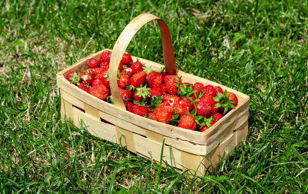 Wooden basket with red strawberries on green grass - Foto, Imagen