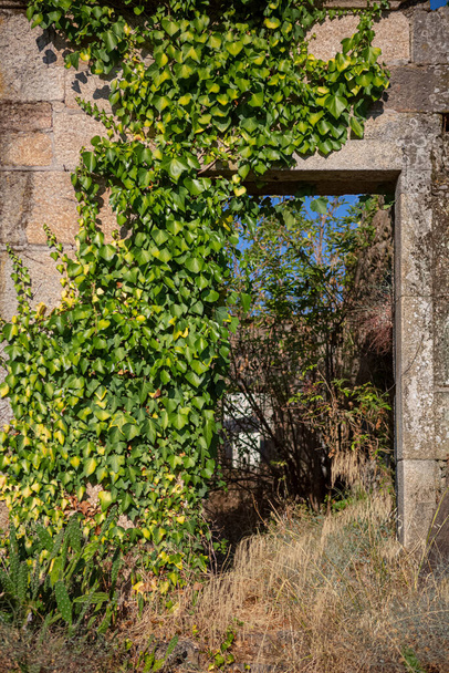 Θέα στο εξωτερικό ερειπωμένο σπίτι με κισσό βλάστηση στο ρουστίκ τοίχο σε πέτρα γρανίτη τοιχοποιία... - Φωτογραφία, εικόνα