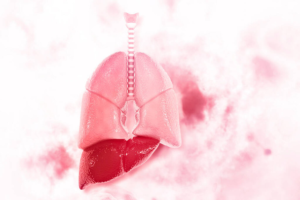 Lidské plíce z vědeckého prostředí. 3D ilustrace - Fotografie, Obrázek