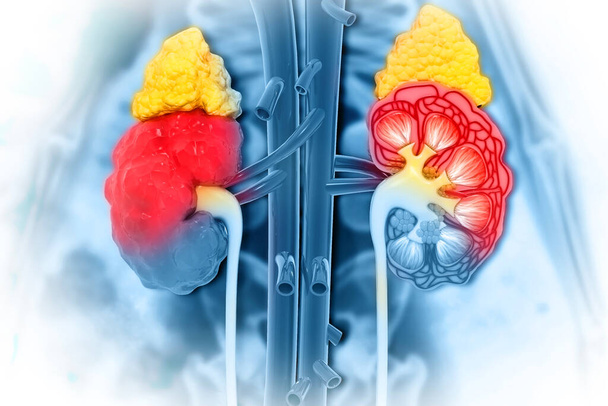 Human kidney cross section on scientific background. 3d illustration - Photo, Image