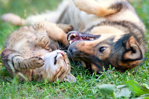 kutya és macska játszik együtt outdoor.lying a hátsó együtt - Fotó, kép