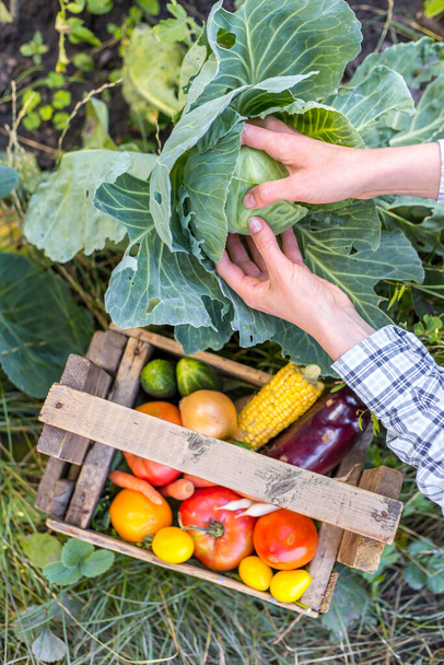 Un contadino nell'orto raccoglie cavoli e verdure in una scatola di legno. - Foto, immagini
