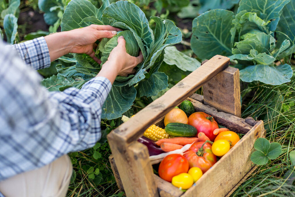 Фермер в саду собирает капусту и овощи в деревянной коробке. - Фото, изображение