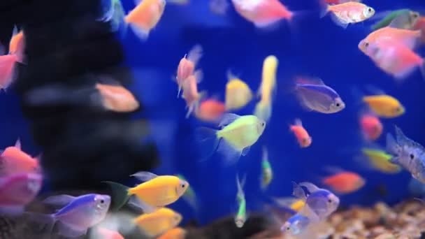 grupo de peixes do mar. Vida subaquática colorida. aquário peixe ternário closeup. foco seletivo - Filmagem, Vídeo