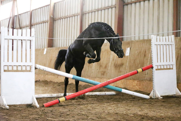 Όμορφο νεαρό καθαρόαιμο άλογο πηδάει πάνω από το φράγμα. Ελεύθερη πτώση στην αίθουσα ιππασίας. Νεαρό όμορφο άθλημα άλογο ελεύθερη άλματα πάνω από ένα εμπόδιο εσωτερικό - Φωτογραφία, εικόνα