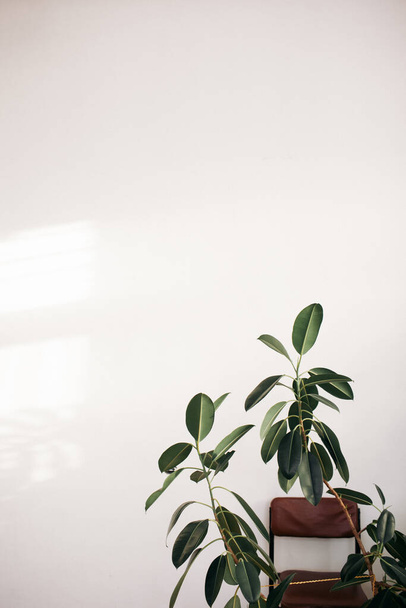 plantas verdes em vasos no fundo branco - Foto, Imagem