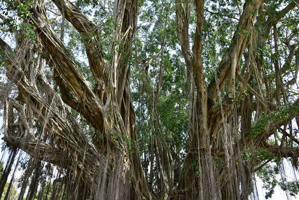 ρίζες ενός παλιού δέντρου banyan που ζει στις όχθες των ποταμών με ρίζες που απλώνονται στο έδαφος και εκτίθενται στο άμεσο ηλιακό φως - Φωτογραφία, εικόνα