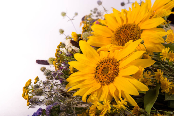 Подсолнухи и сухие цветы гербария на белом фоне. Ярко-желтые летние цветы с копировальным пространством для текста. - Фото, изображение