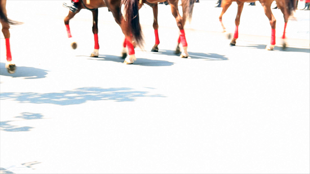 konie nogi na nasłonecznionych asfalt - Materiał filmowy, wideo