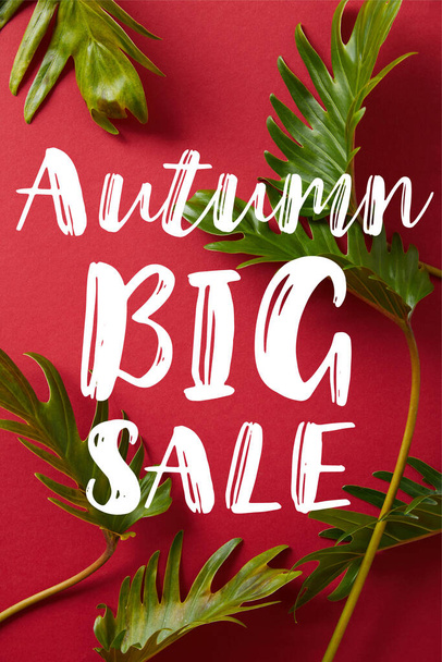 top view of tropical green leaves on red background with big autumn sale illustration - Photo, Image