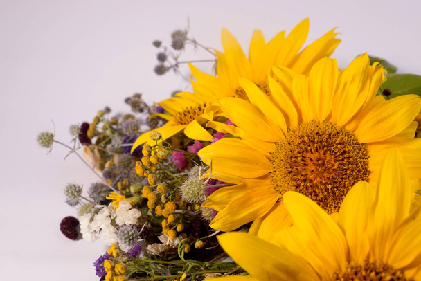 Auringonkukat ja kuiva herbarium kukkia valkoisella pohjalla. Kirkkaan keltaiset kesäkukat, joissa on tilaa tekstille. - Valokuva, kuva