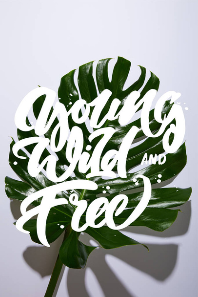 fresh tropical green leaf on white background with young, wild and free illustration - Fotografie, Obrázek