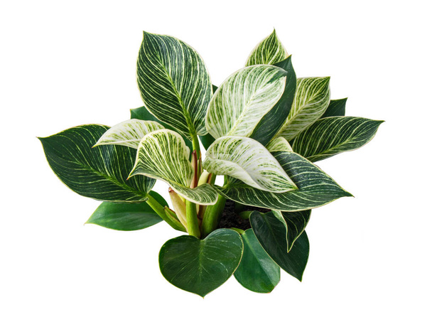 Pianta di betulla filodendro, foglie di filodendro isolate su sfondo bianco con percorso di ritaglio - Foto, immagini