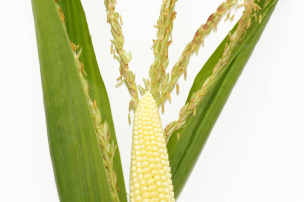 Young corn Zea mays plant on white background                  - Photo, Image