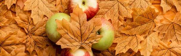 vista superior de manzanas maduras sabrosas y follaje otoñal, plano panorámico - Foto, imagen