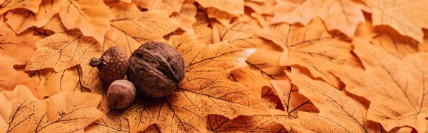 walnut and acorns on golden autumnal foliage background, panoramic shot - Photo, Image