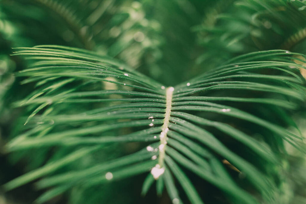 Листья тропического растения крупным планом. зеленая ветвь пальмы с каплями дождя, роса - Фото, изображение