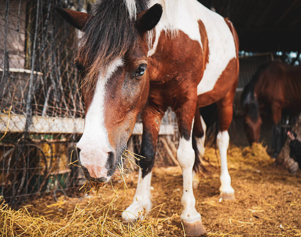 A closeup shot of a spotted brown and white horse in a stable - Фото, зображення