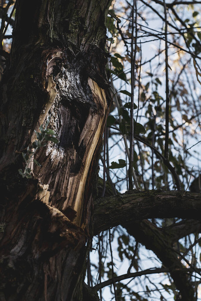 Starý a starý strom v lese - Fotografie, Obrázek