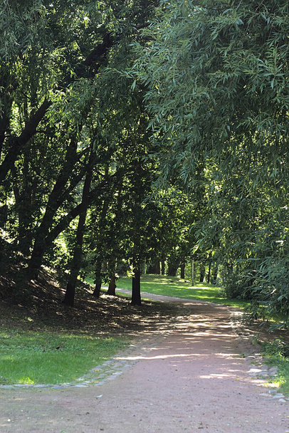 path in the shade of the trees of the summer Park - Foto, imagen