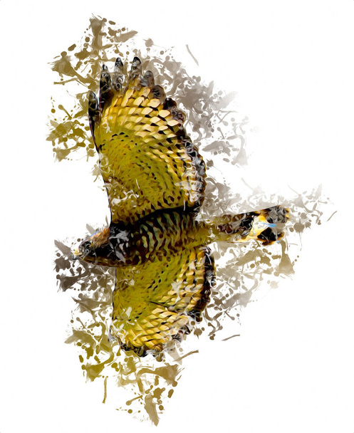 Falcon προσγείωση swoop χέρι κλήρωση και χρώμα χρώμα στο παρασκήνιο εικονογράφηση, γεράκι ρετρό αντίκα - Φωτογραφία, εικόνα