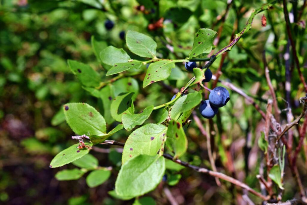 Здорова чорнична рослина зі стиглими фруктами в сонячному лісі
 - Фото, зображення
