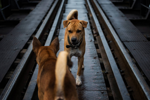 2 brown Thai dogs are staring and fighting on train railway. Agressive canine pet battle on rail with copy space for text. - Photo, Image