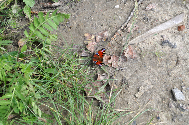 Аглаїс - європейський павич, оранжевий метелик, що сидить на траві. - Фото, зображення