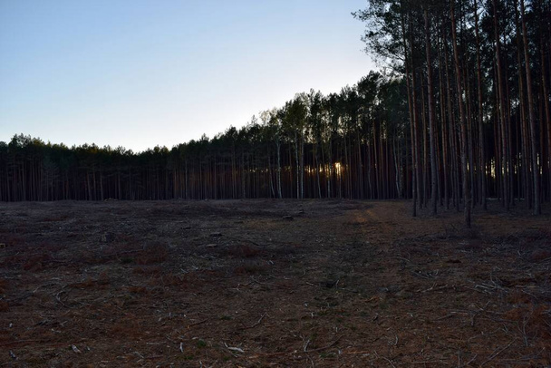 Вырубка деревьев в лесу в Польше, Европа - Фото, изображение