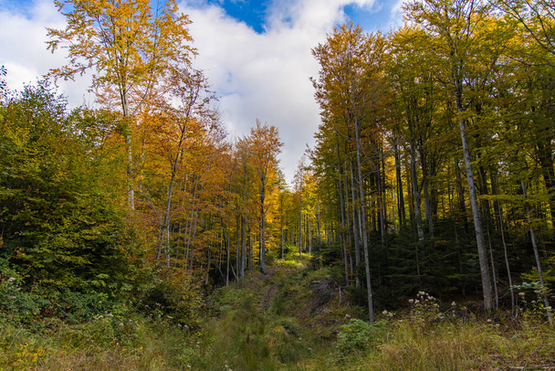settembre autunno foresta natura fotografia paesaggio colorato verde giallo arancio fogliame alberi in tempo chiaro giorno - Foto, immagini
