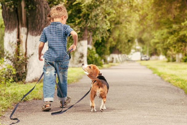 Boy walk with puppy - Foto, Bild