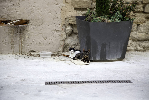 Stray cats eating in the street, detail of abandoned animals - Photo, Image