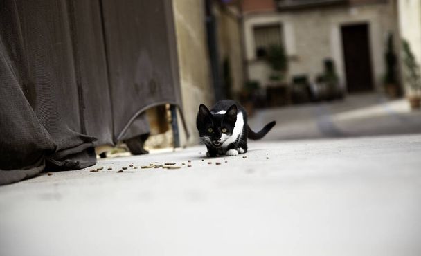 Stray cats eating in the street, detail of abandoned animals - Photo, Image
