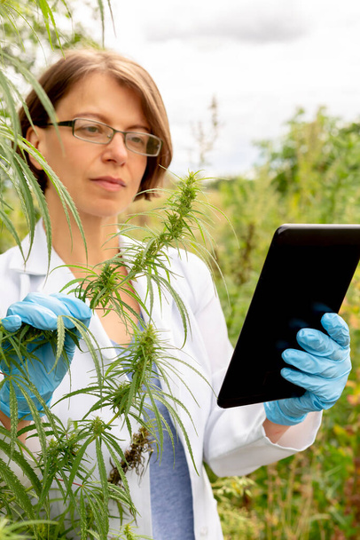 Um cientista examina a cannabis com um comprimido nas mãos. Pesquisa médica de plantas folhas de cânhamo. - Foto, Imagem