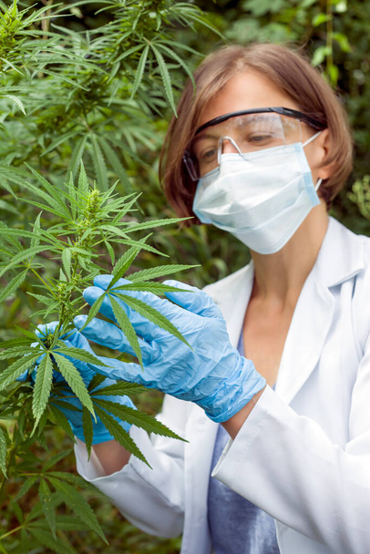 Portret van een wetenschapper in een masker die de bladeren van hennep onderzoekt. Cannabisplant als medicijn. - Foto, afbeelding