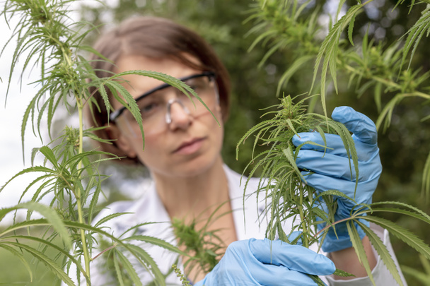 Nahaufnahme von Cannabis in den Händen. Forschung zu Hanf mit Gummihandschuhen. - Foto, Bild