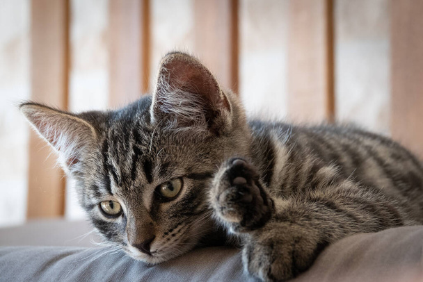 a grey striped European shorthair cat lies comfortably on a bench - Fotografie, Obrázek