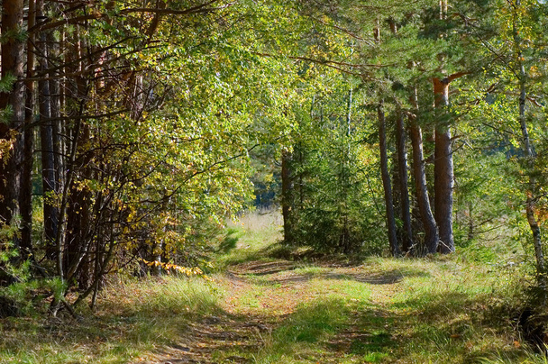 Footpath in autumn wood - Fotó, kép