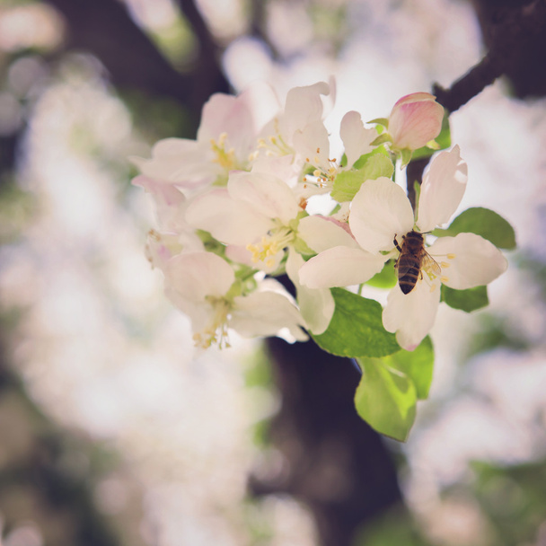 Felicidad de la primavera. El concepto de las alegrías de la primavera y el renacimiento de la nueva vida
 - Foto, imagen
