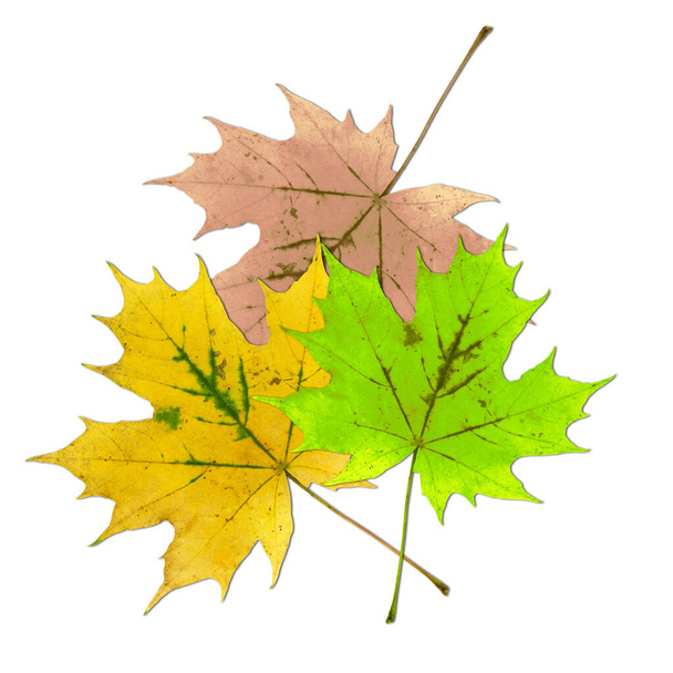 Três folhas de bordo coloridas contra um fundo branco - Foto, Imagem
