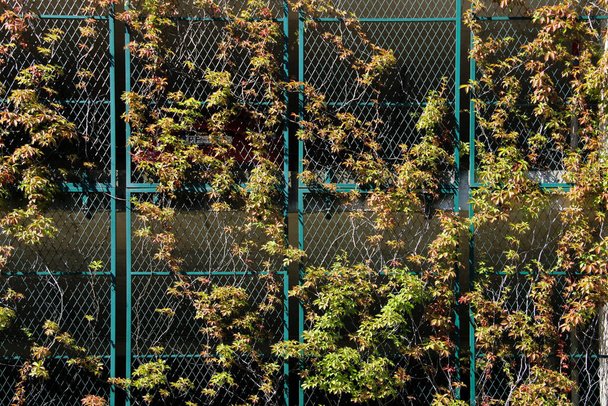 Zelený plot na multistorejském parkovišti. Horolezecké révy. - Fotografie, Obrázek
