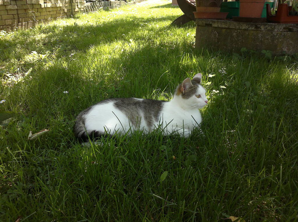 Kat ligt in het gras en kijkt aandachtig naar de zijkant, afbeelding - Foto, afbeelding