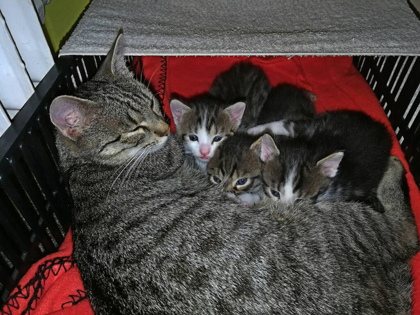 Chat tabby et ses trois chatons se trouvent dans une boîte en plastique aérée, image - Photo, image