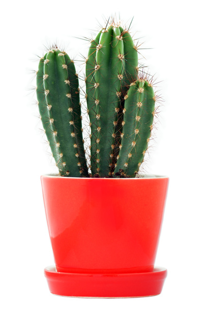cactus - Foto, imagen
