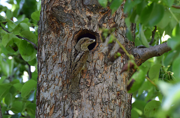 中空の近くの木の幹のユーラシアトルティコリスの鳥. - 写真・画像
