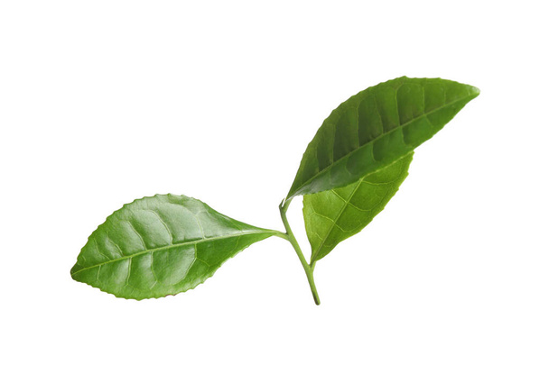 Green leaves of tea plant isolated on white - Photo, image