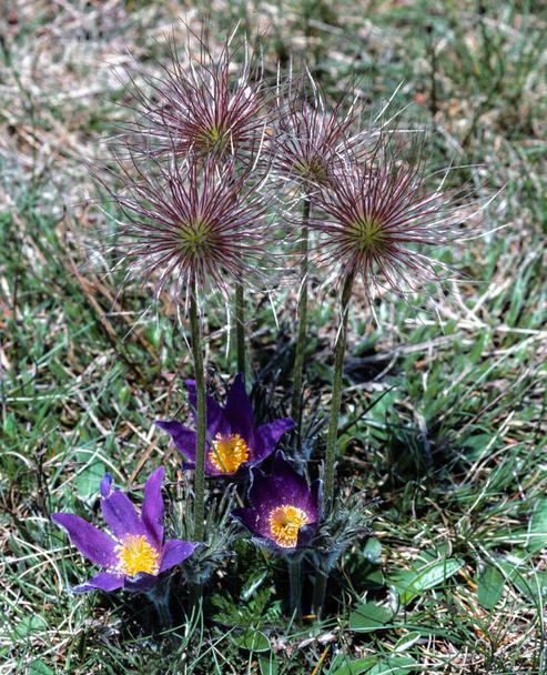Európai lila pasztell virág (Pulsatilla vulgaris)) - Fotó, kép