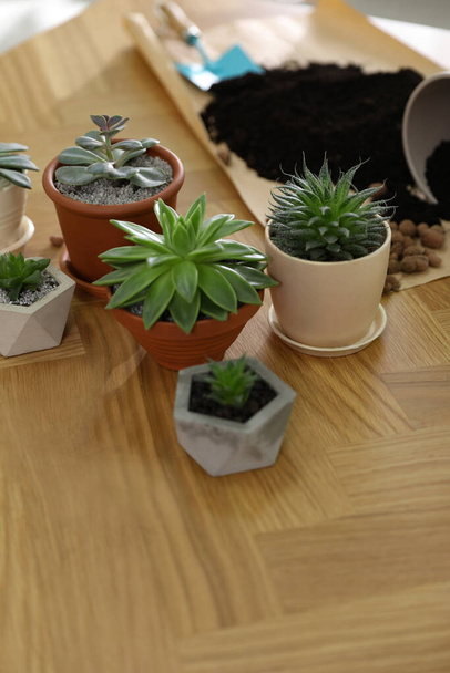 Beautiful potted plants on wooden table at home. Engaging hobby - Foto, Imagem