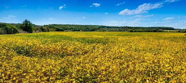 黄色の大豆栽培分野。秋の収穫。農業用大豆農園 - 写真・画像